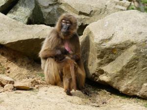 Gelada