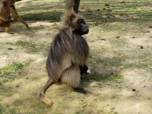 Gelada