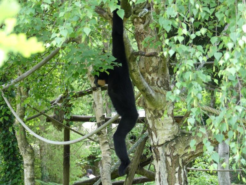 Gibbon à favoris roux