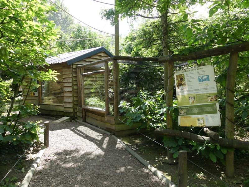 Iguane vert - Tortue à pieds jaunes