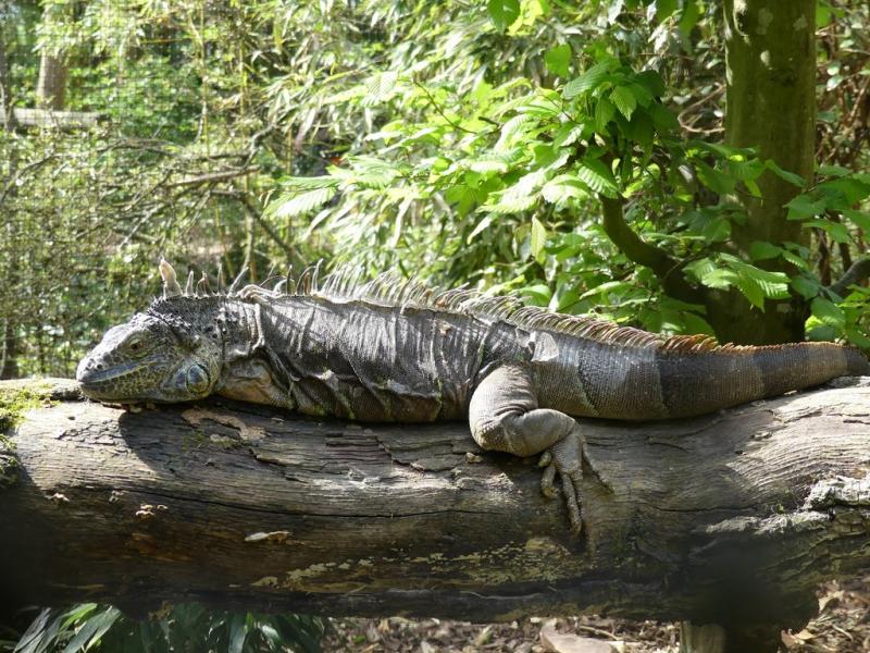 Iguane vert