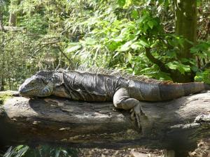 Iguane vert