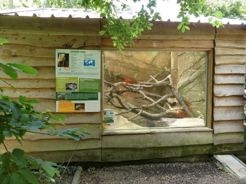 Iguane vert - Tortue à pieds jaunes