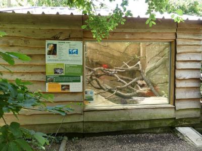 Iguane vert - Tortue à pieds jaunes - 2022