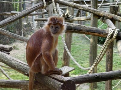 Langur de Java - 2022
