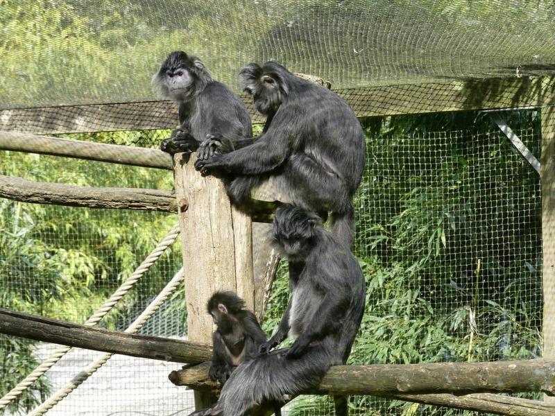 Langur de Java
