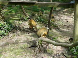 Saïmiri à tête noire