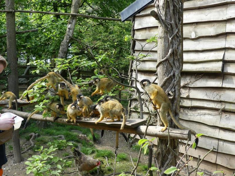 Saïmiri à tête noire