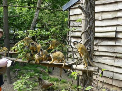 Saïmiri à tête noire - 2022