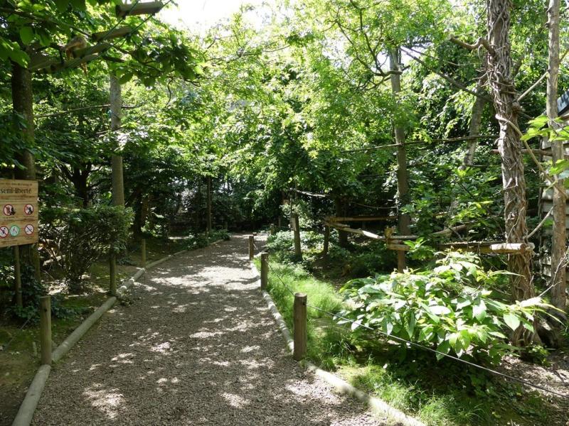 Saïmiri à tête noire