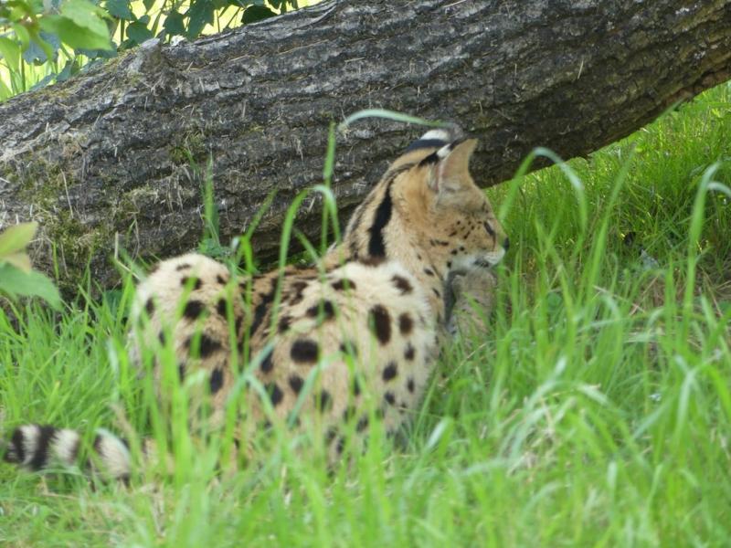 Serval