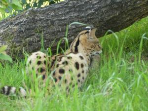 Serval