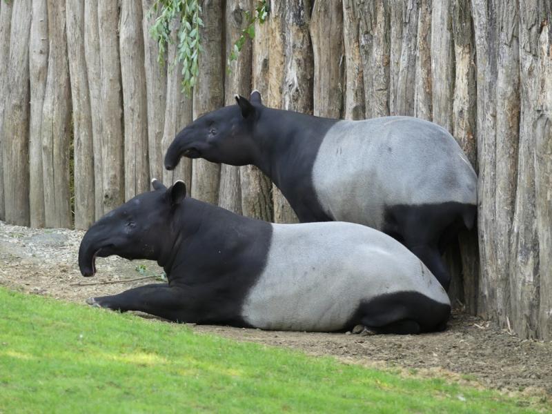 Tapir malais