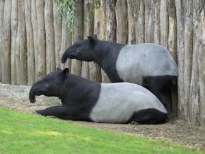 Tapir malais