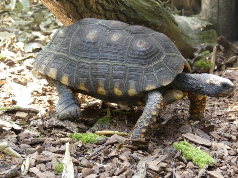 Tortue à pieds jaunes
