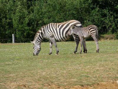 Zèbre de Grant - 2022