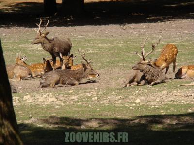 Cerf de Dybowski - 2010