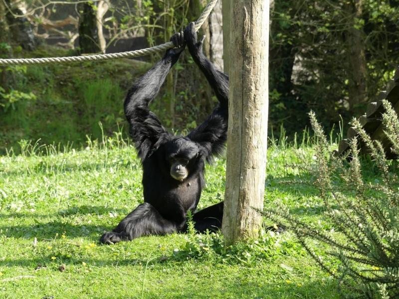 Siamang