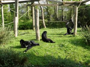 Siamang