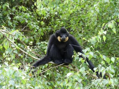 Gibbon à favoris roux - 2022