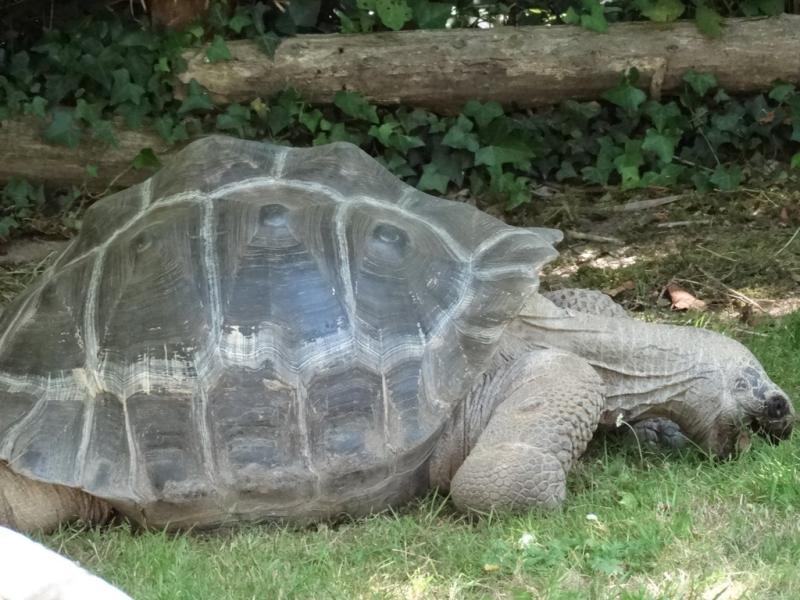 Tortue géante des Galapagos