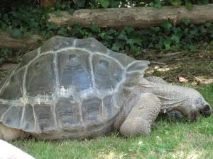 Tortue géante des Galapagos
