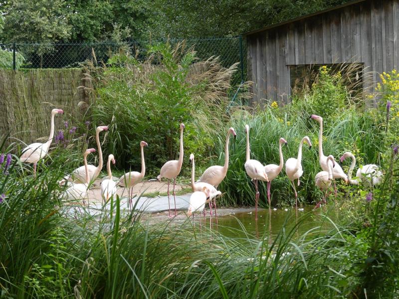 Flamant rose