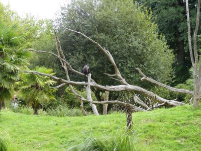 Cercopithèque diane - 2023