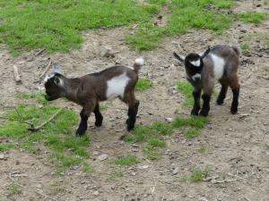 Petite ferme