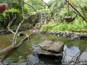 Espace : Loutre à pelage lisse - Gibbon lar