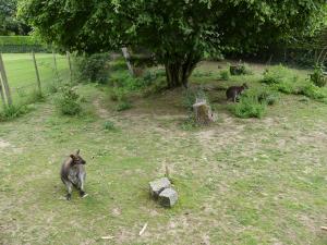Wallaby de Bennett