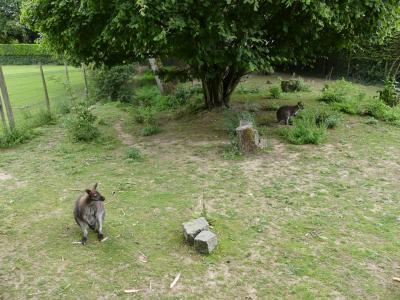 Wallaby de Bennett - 2023