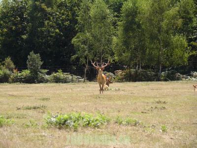Cerf de Duvaucel - 2010