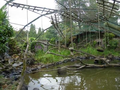 Loutre à pelage lisse - Gibbon lar - 2023