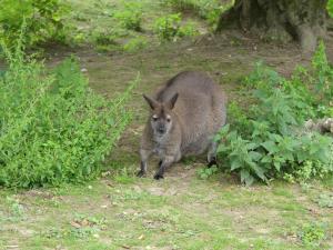 Wallaby de Bennett
