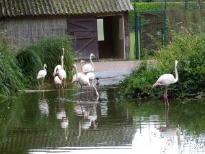 Flamant rose