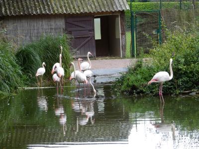 Flamant rose - 2023