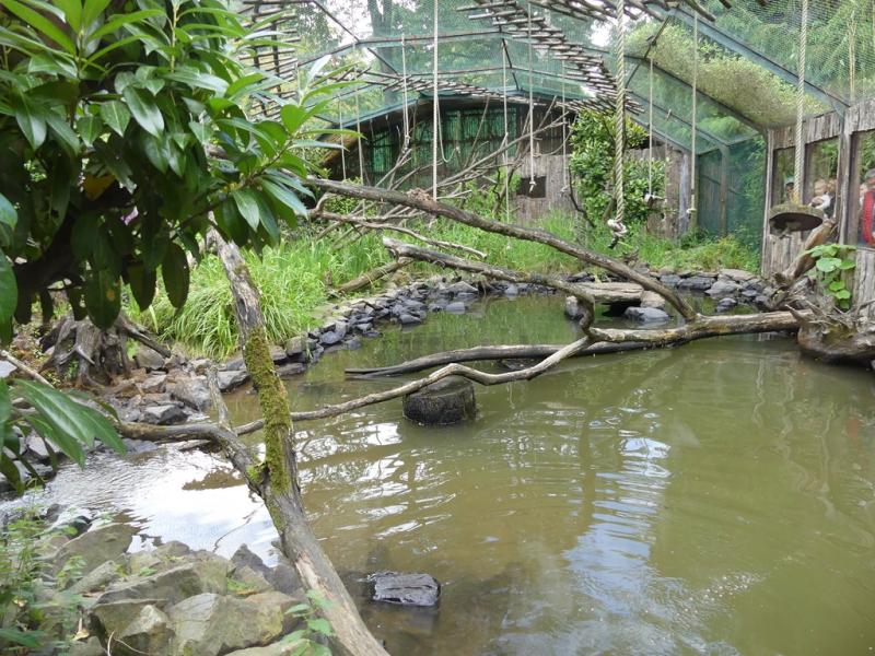 Espace : Loutre à pelage lisse - Gibbon lar