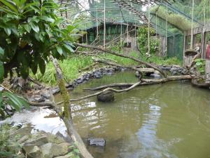 Espace : Loutre à pelage lisse - Gibbon lar