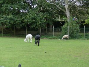Petite ferme