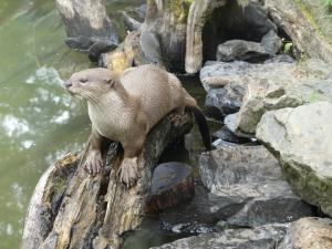 Loutre à pelage lisse