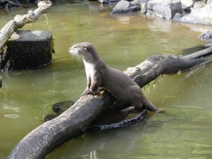 Loutre à pelage lisse