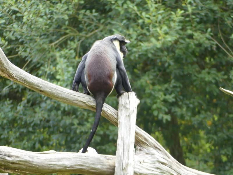 Cercopithèque diane