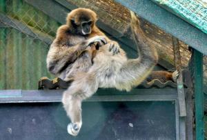 Gibbon lar