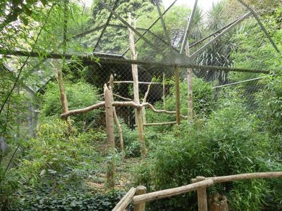 Ara de Buffon - 2023