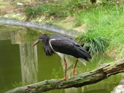 Cigogne d'Abdim - 2023