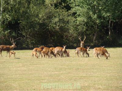 Cerf pseudaxis - 2010