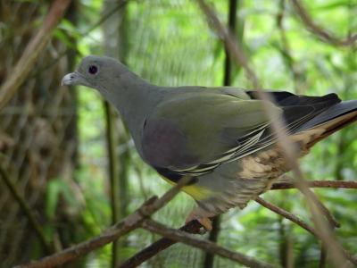 Colombar waalia - 2023