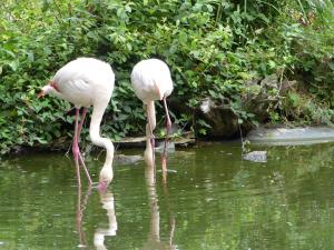 Flamant rose