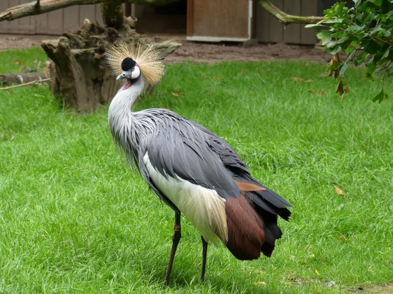 Grue couronnée